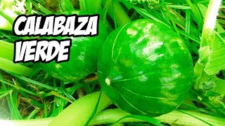 Como Cultivar Calabaza Verde o Zapallito de Tronco Trucos y Consejos  La Huerta de Ivan [upl. by Antonin750]