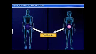 CBSE Class 12 Biology Human Reproduction – 4 Fertilization and Implantation [upl. by Sunev663]