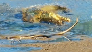 Black Mamba Tries to Escape Crocodile [upl. by Eleets550]