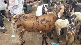 Pratapgarh goat farm uttar pradesh 88406624129721541356 [upl. by Enelia]