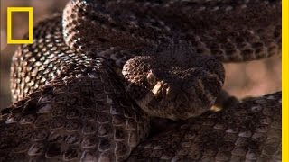 Breeding my MEAN Eastern Diamondback Rattlesnakes [upl. by Annaek]