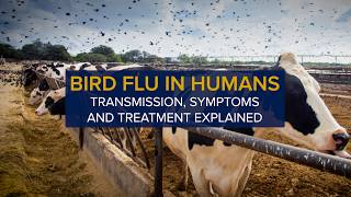 Bird Flu in Humans Transmission Symptoms and Treatment of Avian Influenza H5N1 [upl. by Ignacius]