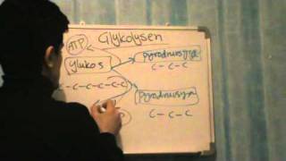 Glykolysen och Citronsyracykeln Biologi B [upl. by Kalman292]