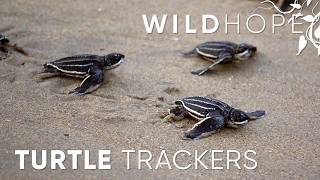 Tracking the “Lost Years” of Leatherback Sea Turtles  WILD HOPE [upl. by Otero]