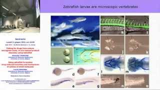 Fishing for drugs from nature using zebrafish  Alexander Crawford University of Leuven B [upl. by Lipp]