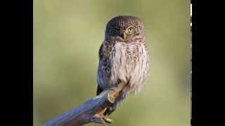 Glaucidium passerinum Eurasian Pygmy Owl 7 Contacting call of the female [upl. by Gipsy]