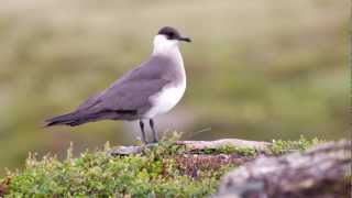 Arctic Skua  Birdsong  bird call [upl. by Nelubez]