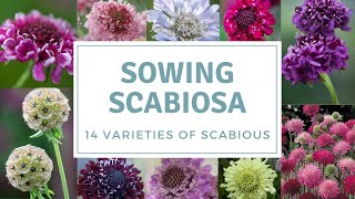 How To Sow Scabious  Sowing Pincushion Flowers [upl. by Boone916]