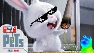 MLG SECRET LIFE OF PETS Read Desc [upl. by Osnofedli]