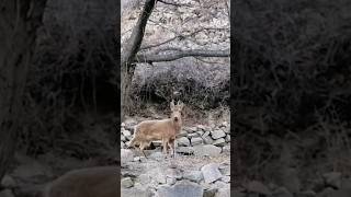 Ibex Hunting in pakistan part 2 ibex hunting trophyhunter pakistan [upl. by Venezia]