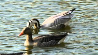 Barheaded Goose Anser indicus amp Greylag Geese Anser anser  Streifengans amp Graugans [upl. by Enram]