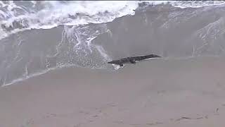 Crocodile interrupts beach day in South Florida [upl. by Atinrahs]