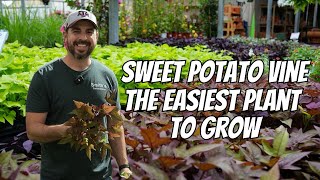 Sweet Potato Vine The Easiest Plant To Grow [upl. by Audrit197]