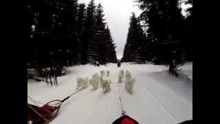 Long distance race Trans Thüringia 2015  with Samoyeds 1Video [upl. by Aikehs]