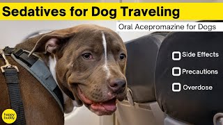 Sedatives for Dog Traveling Oral Acepromazine for Dogs [upl. by Baillieu]