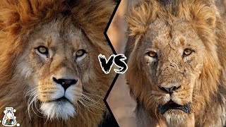 AFRICAN LION VS ASIATIC LION  Which is The Strongest [upl. by Bryn]