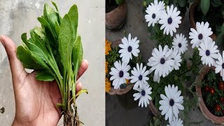 Best process to grow and care DimorphothecaAfrican daisyCape marigold part1 [upl. by Odille]