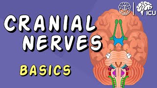 Cranial Nerve BASICS  The 12 cranial nerves and how to REMEMBER them [upl. by Refanej]