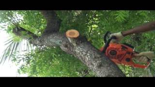 MAAX ChainsawFor cutting big trees easily [upl. by Dorran]