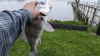 Fishing GALVESTON County for BLACK DRUM 4K MARCH 2024 [upl. by Sollie]