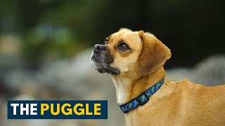 Puggle Your Guide to The Super Active and Curious Pug Beagle Mix Dog [upl. by Arella855]