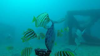 Dunsborough Artificial Reef 25th Jan 2020 [upl. by Ajet]