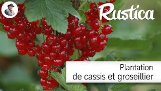 Comment planter des cassissiers et des groseilliers à grappes [upl. by Ahk155]