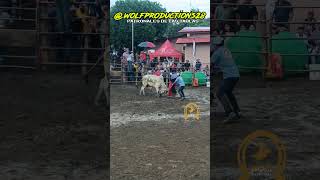 Toros en Las Tablas Patronales de Santa Librada 2024 Wolf Productions [upl. by Moulton]