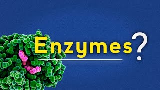 WHAT ARE ENZYMES THEIR CLASSIFICATION AND IMPORTANCE [upl. by Zeb]