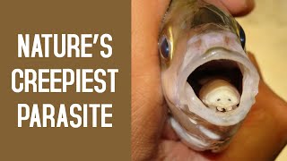 The TongueEating Isopod  Nature’s Creepiest Parasite [upl. by Cherian563]