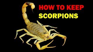 How to keep Scorpions Weird and Wonderful Pets Episode 7 of 15 [upl. by Ayihsa810]