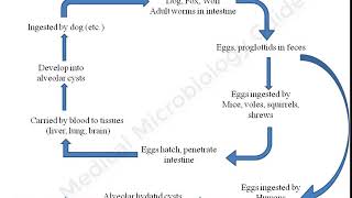 Echinococcus multilocularis lecture [upl. by Arriec627]