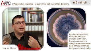 Aspergillus clavatus Riconoscerla Eliminarla Proteggere la Tua Salute [upl. by Annaihr873]