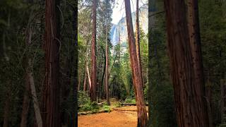 Serene Yosemite Waterfall Hidden Among Giant Forest Trees 🌲 Nature’s Peaceful Escape 🌿 shorts [upl. by Ynnal]