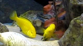 African cichlids mating ritual [upl. by Okiron]