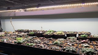 Plantes sous LEDs  Ep 01  Introduction [upl. by Ramu]