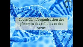 Cours G1  Lorganisation des génomes des cellules et des virus [upl. by Sipple]