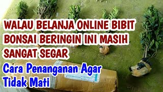 PENANGANAN BIBIT BONSAI BERINGIN KIMENG BOXSUS ELEGAN KOMPAKTA ONLINE [upl. by Hinkel801]