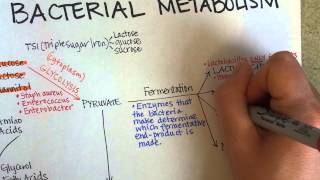 Bacterial Metabolism Part 1 Cellular Respiration of Bacteria [upl. by Joiner]