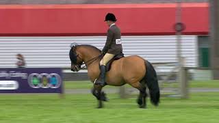 Royal Highland Showcase  Ridden Highland Pony Highlights [upl. by Enilamme]