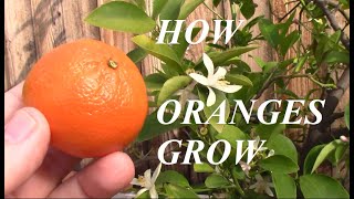 How Oranges Grow [upl. by Hedaza70]