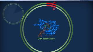 Genetica 01  Fisiologia del genoma umano [upl. by Ennovihc]