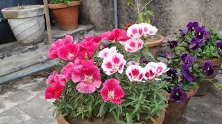 winterflower Clarkia Godetia winter flower [upl. by Ahsiekal]