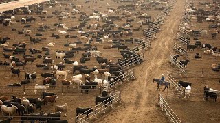 American Ranchers Raise 301 Million Beef Cattle This Way  American Cow Farm [upl. by Nosnor131]