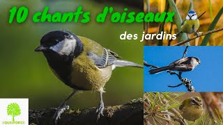 🐦🎵 10 CHANTS DOISEAUX DU JARDIN en vidéo pour les reconnaître [upl. by Hansen677]