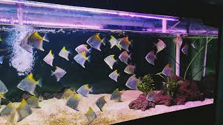 Beauty and RARE Fish Monodactylus fish feeding HD  schooling Fish  relaxing Fish [upl. by Bradney]