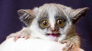 Bushbaby Babies Behind the Scenes [upl. by Brost]