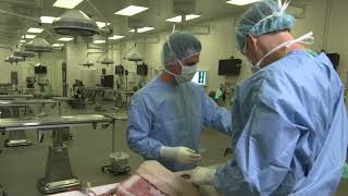 University of Florida SynDaver canine surgery demo with teachers lab [upl. by Philbrook]