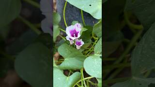 Sweet potato flowers [upl. by Gerdi]