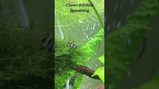 Clown Killifish Spawning killifish spawning aquarium aquariumfish breeding EpiplatysAnnulatus [upl. by Ennayr]